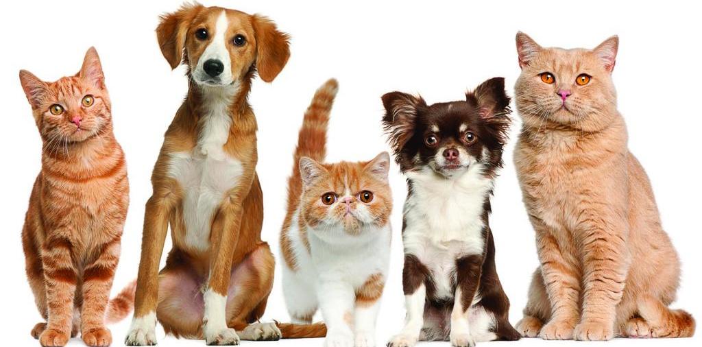 Доска объявлений о животных | ЗооТом - продажа, вязка и услуги для животных в Ленинске