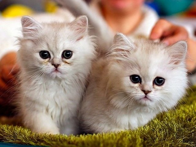 Породы кошек в Ленинске | ЗооТом портал о животных